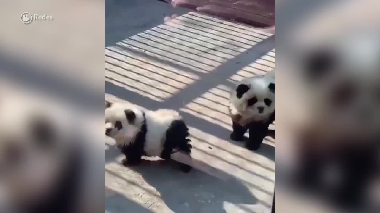 los perros panda son reales