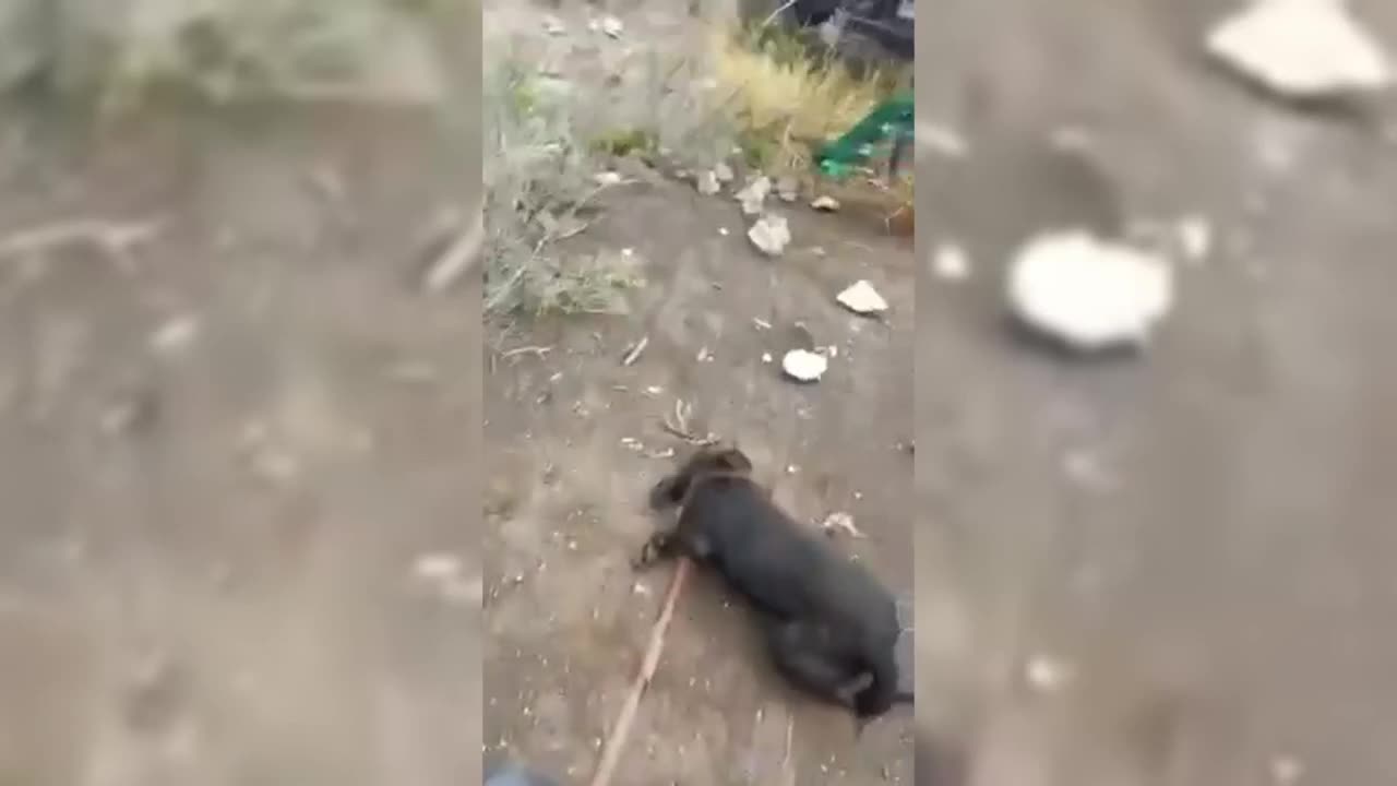 Coahuila: Bomberos matan a perros a golpes | Videos | Aristegui Noticias